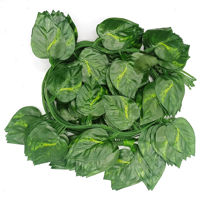 Imagen de Planta enredadera 36 hojas, PACK x12