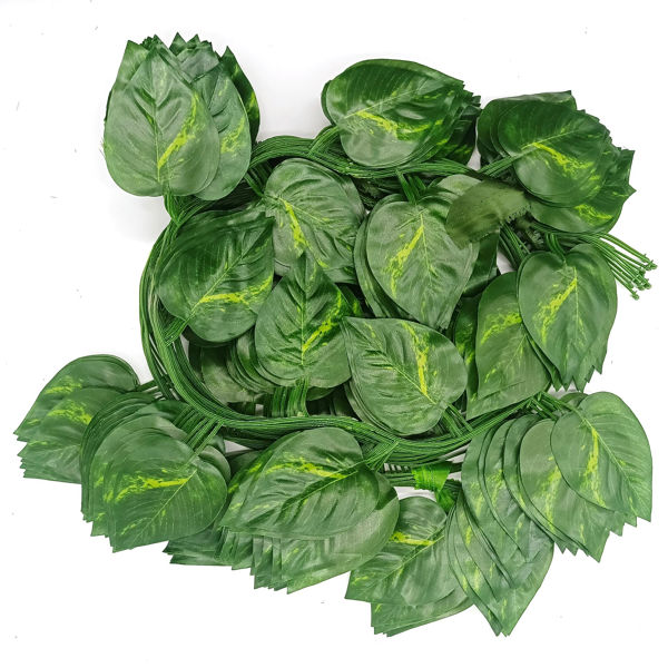 Imagen de Planta enredadera 36 hojas, PACK x12