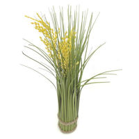 Imagen de Planta espiga de arroz, varios colores