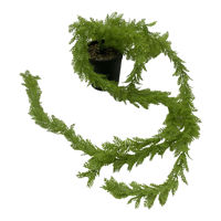 Imagen de Planta de hojas verdes colgantes, con maceta