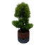 Imagen de Planta bonsai, en maceta de cemento