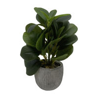 Imagen de Planta de hojas verdes, con maceta de cemento