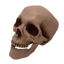 Imagen de Adorno cráneo de plástico, maxilar móvil