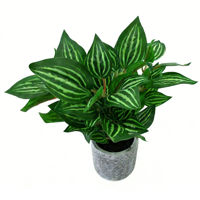 Imagen de Planta hojas verdes de tetragona, en maceta