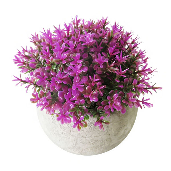 Imagen de Planta miniatura en maceta, varios colores