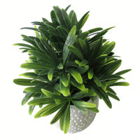 Imagen de Planta hojas verdes de euphorbia, en maceta