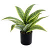 Imagen de Plantas con hojas verdes sanseviera, en maceta