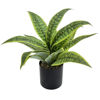 Imagen de Plantas con hojas verdes sanseviera, en maceta