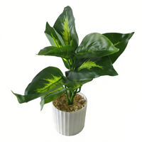 Imagen de Plantas con hojas verdes de palo de agua en maceta