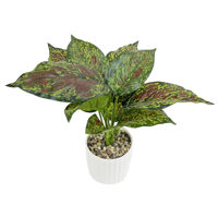 Imagen de Plantas con hojas verdes en maceta