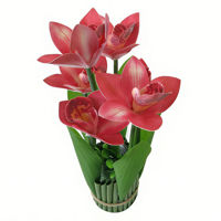 Imagen de Planta con flores de orquídeas, varios colores