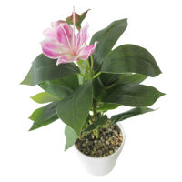 Imagen de Planta con flores de Jade, maceta de plástico, varios colores