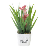 Imagen de Planta con flores, con maceta, varios colores