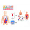 Imagen de Set de doctor, muñeco educativo cuerpo humano con órganos removibles
