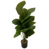 Imagen de Planta de hojas verdes de alocasia, con maceta de plástico