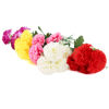Imagen de Ramo de 5 claveles, PACKx2 varios colores