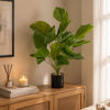 Imagen de Planta de hojas verdes de alocasia, con maceta de plástico