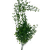 Imagen de Planta de hojas verdes colgantes