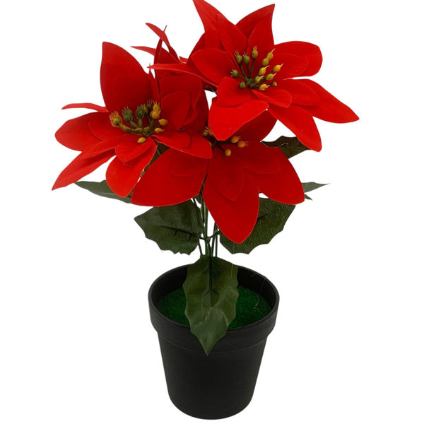 Imagen de Planta con flor de Navidad, en maceta de plástico, CAJAx2, varios colores