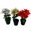Imagen de Planta con flor de Navidad, en maceta de plástico, CAJAx2, varios colores